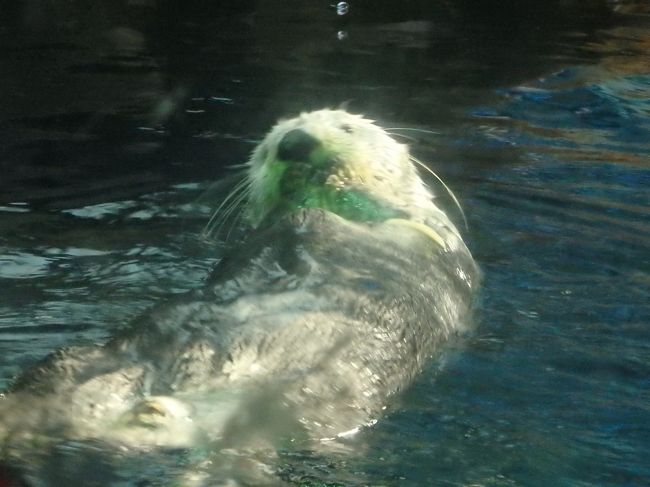 一匹しかいないのです。