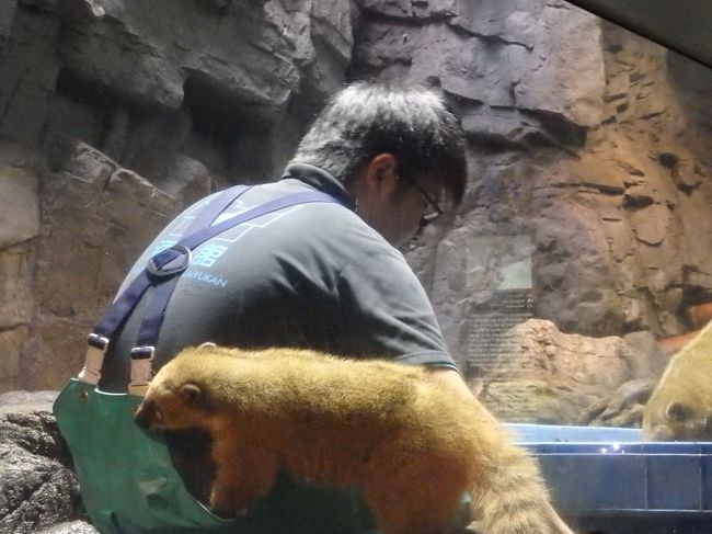 アナグマだったかな？<br />こちらも飼育員さんが掃除してたのに餌がもらえると思って甘えています。<br />かわいい！！甘えんぼ！