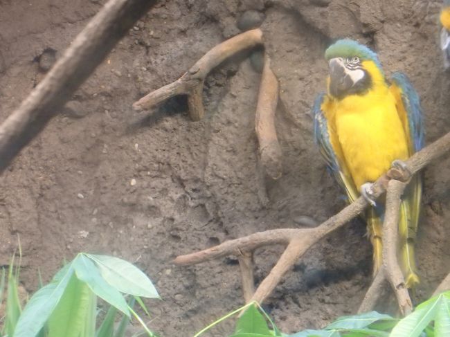 インコもいます。