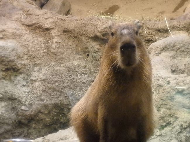 動物もいるんですよね
