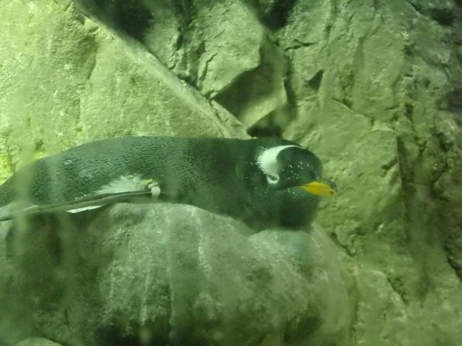 そしてペンギンさん。