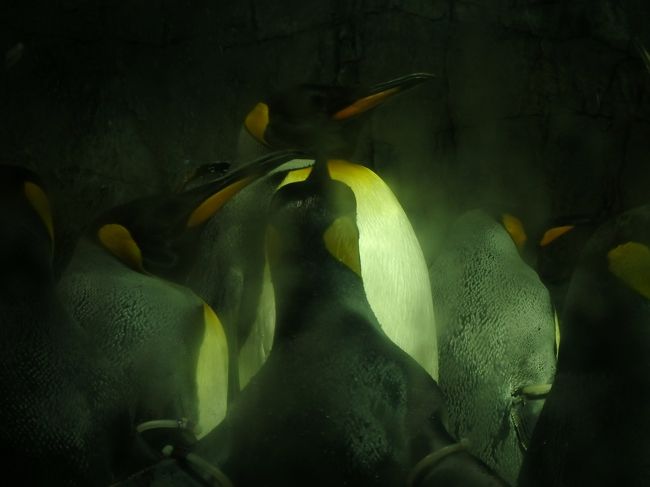 こおりを浴びているドン