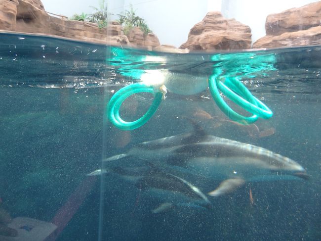 イルカの動きは早すぎてなかなかうつせないわけです。