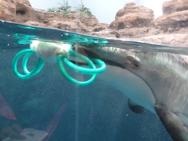 このおもちゃで一生懸命遊んでました。