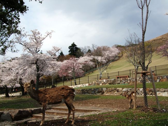 若草山。鹿と桜。