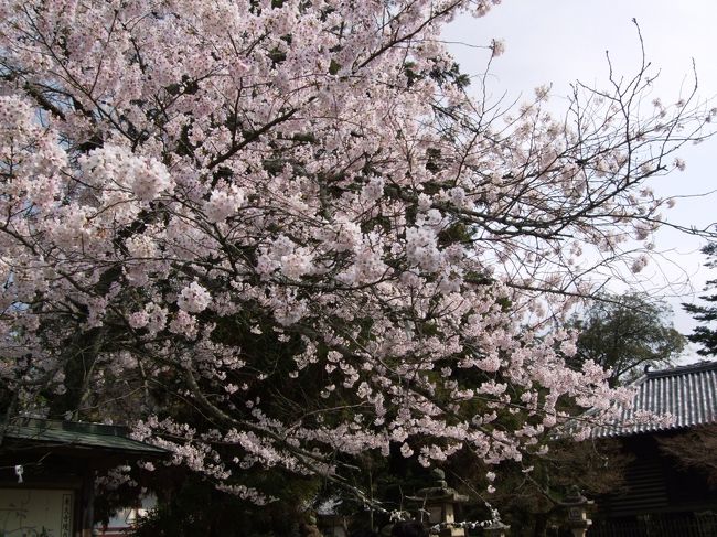 二月堂の桜。