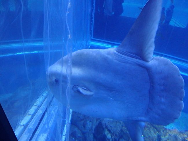 網にぶつかっているマンボウ。<br />ガラスにぶつかると死んじゃうので網で予防しているんですよね。