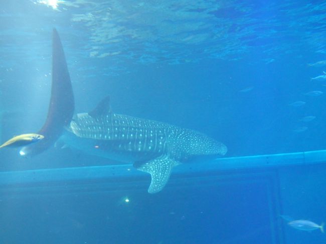 やっぱりジンベイザメ