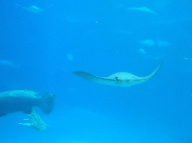 泳いでる姿は素敵