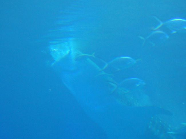 さて、見辛いですがジンベイザメのご飯風景です。<br />「ダイナミックな食事風景を〜」<br />とアナウンスにありましたが、ダイナミックすぎ！！！<br /><br />え？ご飯どれ？むしろ水しか飲んでなくない？<br /><br />という。<br /><br />効果音だと<br /><br />ぐぼぼぼぼぉぉぉぉ<br /><br />っていうかんじのご飯でした。