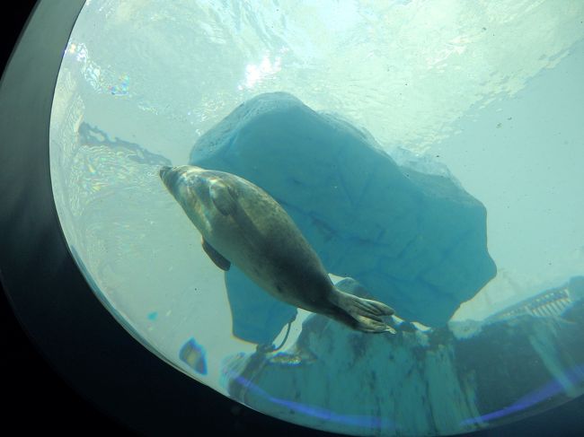 下から見るアザラシ