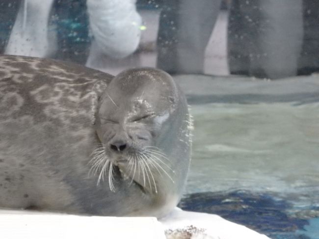 ガラス越してはなく生で見れるコーナー