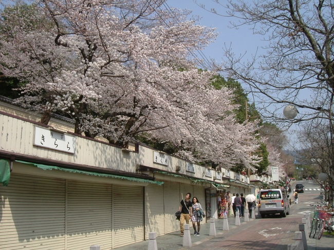 猿沢商店街<br /><br />ここにも桜並木がありました！