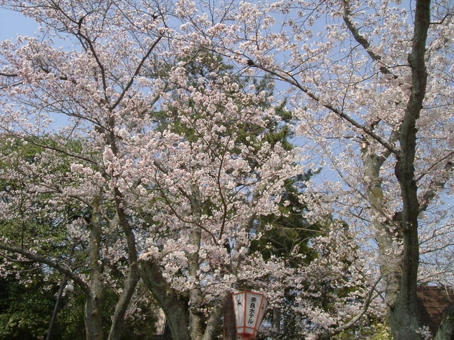 奈良ホテル<br /><br />桜が見事です！