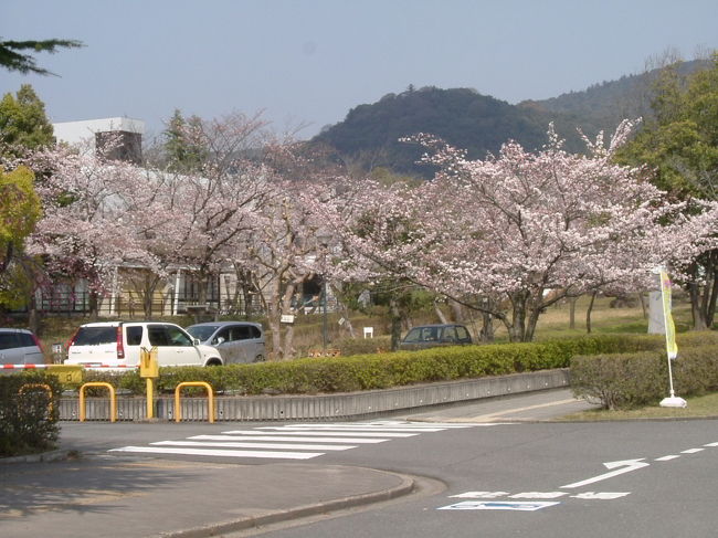 奈良教育大学内の桜<br /><br />そうは言っても、桜を見ると、つい写真を撮りたくなりますね。