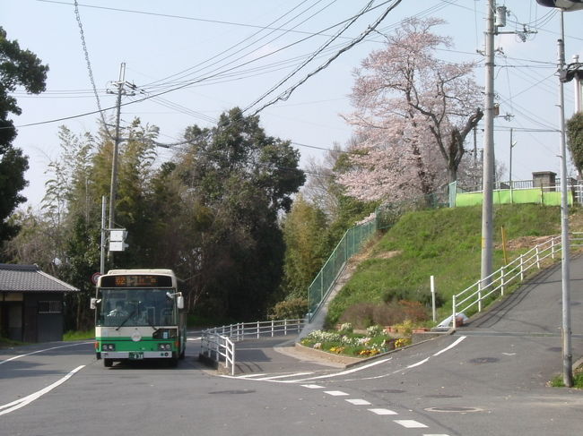 県道188号線を進む<br /><br />結局、道標がなく、バス停でいえば、”南古市”まで歩いたが、護国神社手前まで戻ろうと引き返した。<br /><br />そんな時、またも桜が眼に飛び込んできた！<br /><br />