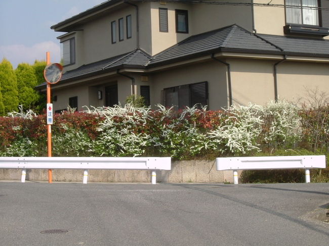 春日苑二丁目の団地<br /><br />カナメモチとユキヤナギの混ぜ垣。