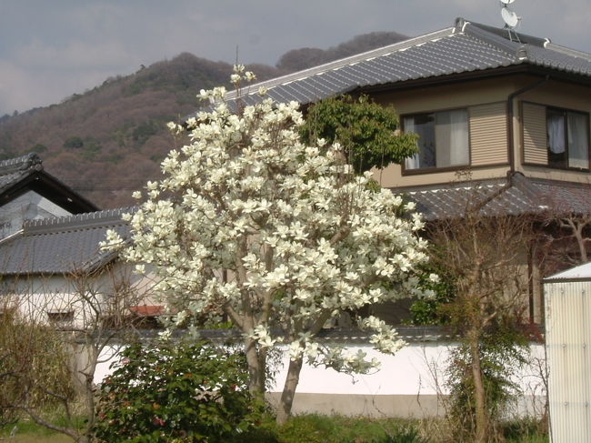 田原の里への道<br /><br />途中モクレンの花が咲いていました。