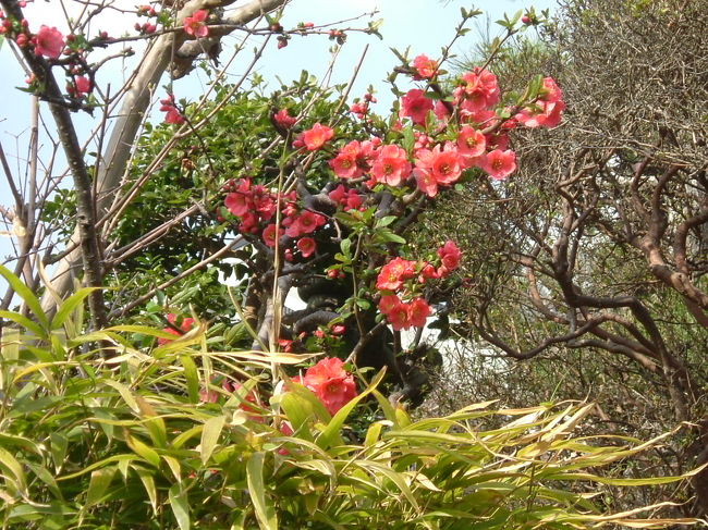 田原の里への道<br /><br />ボケでしょうか？枝にトゲがなかったので、自信はないのですが...。