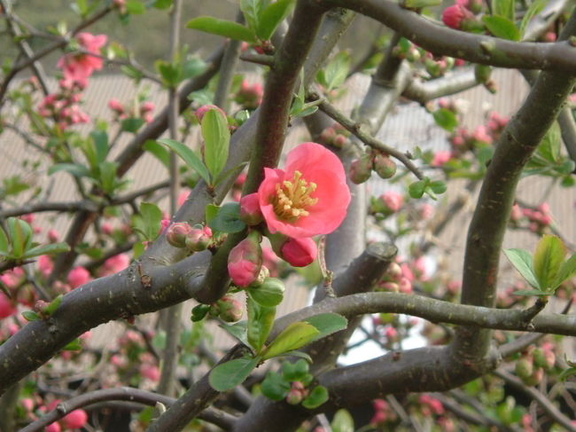 田原の里への山道<br /><br />これは、ボケです。枝にしっかりとトゲを確認できました。