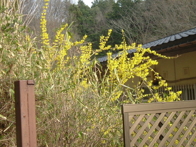 田原の里への山道<br /><br />レンギョかな？