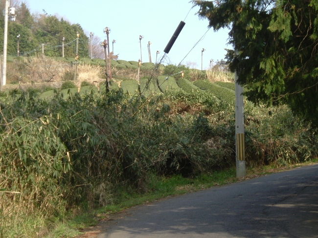 田原の里への山道<br /><br />茶畑が見えました。田原の里は近い！