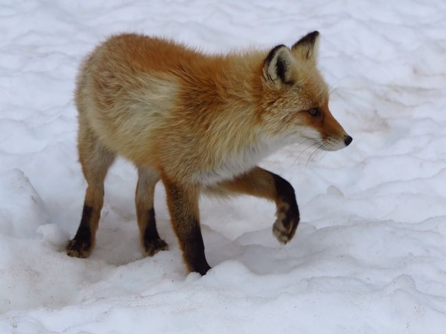 温根湯5 北きつね牧場 キタキツネ放し飼い ☆雪原を走る姿まぢかに 売れ筋新商品 きたきつね28/100 版画