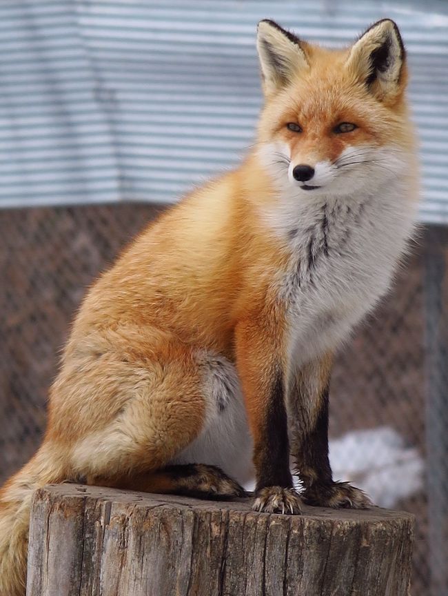 温根湯5 北きつね牧場 キタキツネ放し飼い ☆雪原を走る姿まぢかに 売れ筋新商品 きたきつね28/100 版画