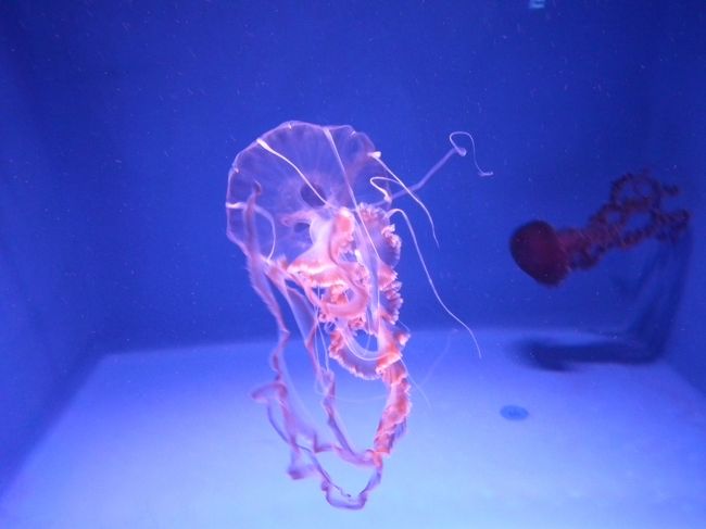 ブラックシーネットル<br /><br />最長６ｍにもなるようです