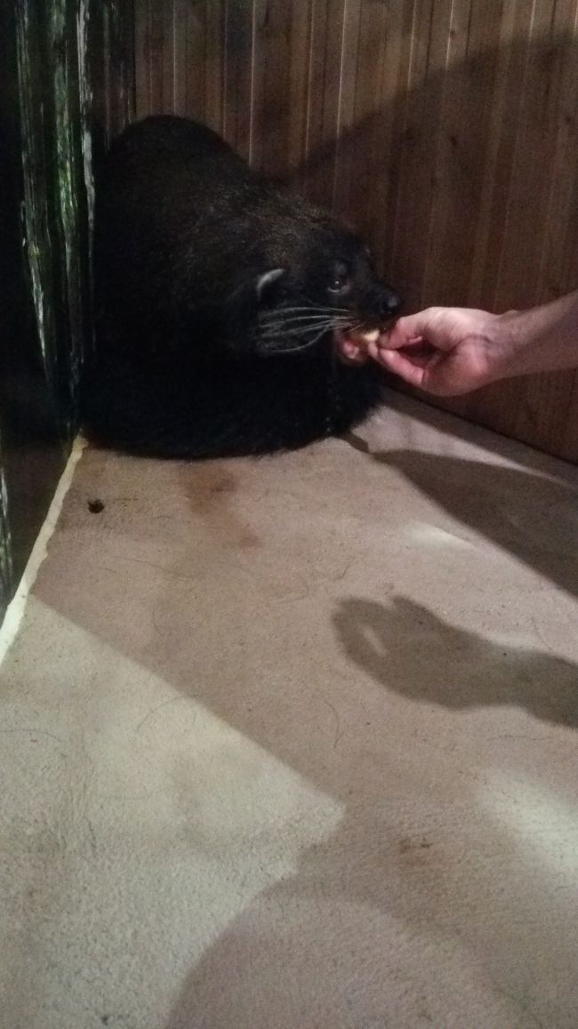 この子は寝てました。<br />飼育員さんの必死のさそいにて。