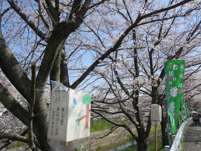 今年は、奈良は、４月２日か３日頃が満開予想です。<br /><br />