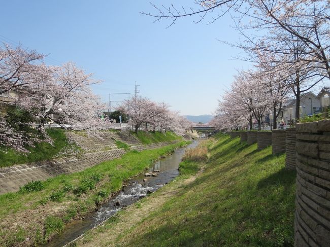 という事で、ちょっと満開には早いけど、３月３１日に行くことにしました♪