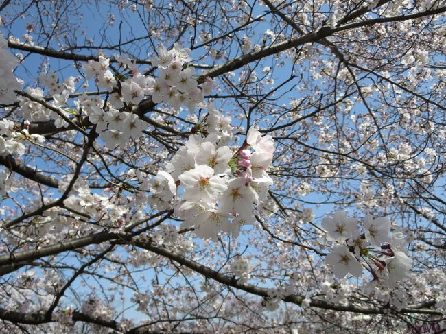 蕾が多かったら・・とか思っていましたが、もう８分咲きくらいの感じで、とっても綺麗な桜が、出迎えてくれましたヽ(^o^)丿