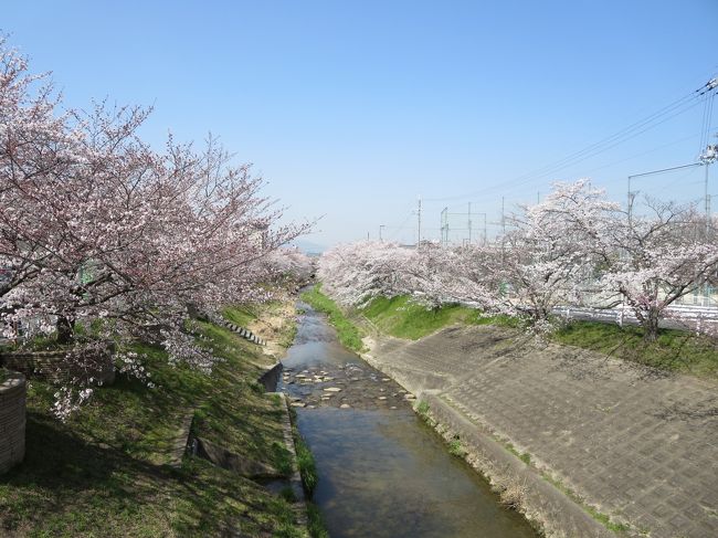 やっぱり、佐保川沿いの桜、好きだな〜♪♪♪