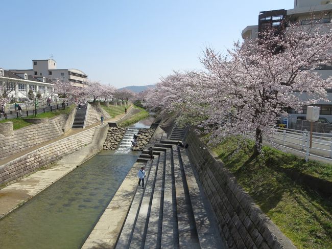 ３年前に病気が発覚して、それが佐保川の桜を見たすぐ後だったから、ここに来ると「また１年、体調も安定して、今年も桜が見られた〜♪」と、嬉しくなります(*^_^*)