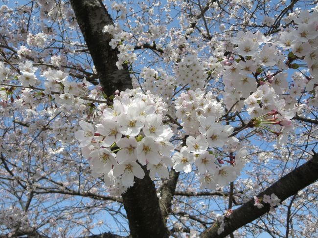 でも、去年とは違って、人が若干多いような・・・？！