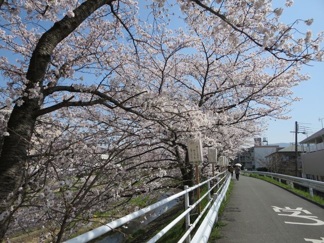 ＴＶで紹介されたのかな？？？<br /><br />（実際は、この日、帰ってきて夕方のニュースで、佐保川の映像が流れてました♪）