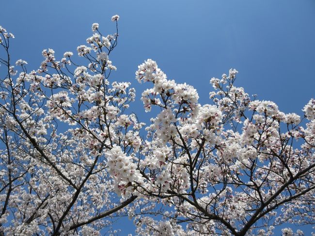 廻りから聞こえる言葉が、日本語じゃない！