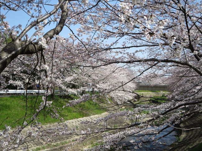 母と「佐保川も、メジャーになったものだね〜！」と言ってたら・・・