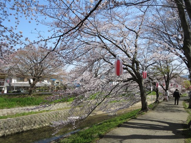 この日は、お昼は２５度近くまで上がり、とても暖かかったおかげで、とても綺麗に咲いています♪