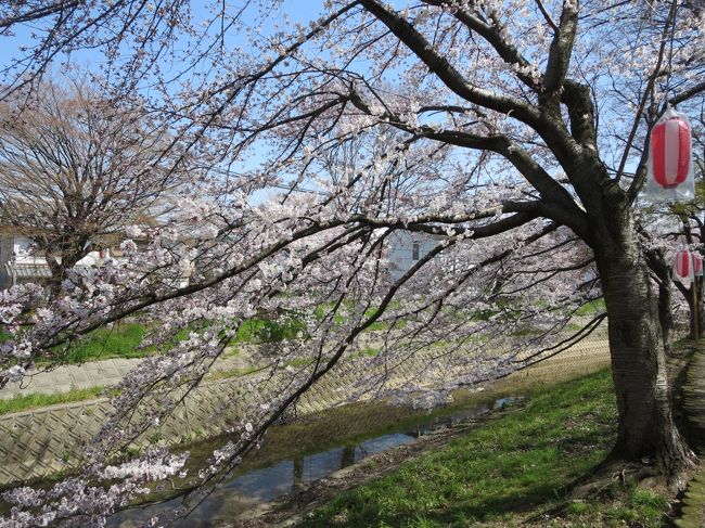 佐保川沿いには、河内桜の巨木もあります。