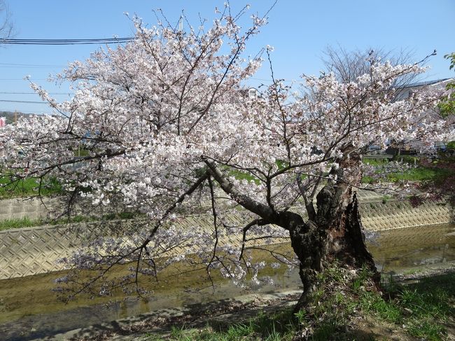 川の近くに降りられる場所もあり、外国人の方が、枝を持って写真を撮ってると、「枝には触らないでください！」と放送が。<br /><br />でも、言葉わからないから、そのまま撮っていて、慌てて注意しに行かれてました。<br /><br />