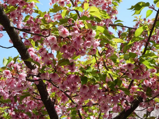 山桜の、濃いピンクのお花も見られます。