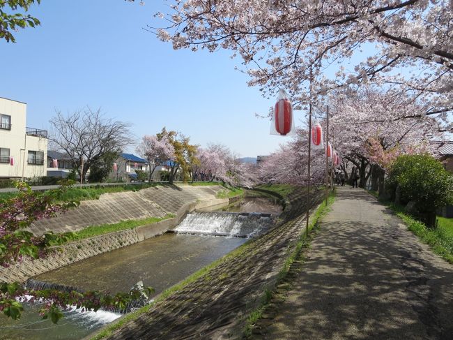 佐保川沿いに、幼稚園があって、そこの子供ちゃん達が、よく花見に来てたのですが・・・