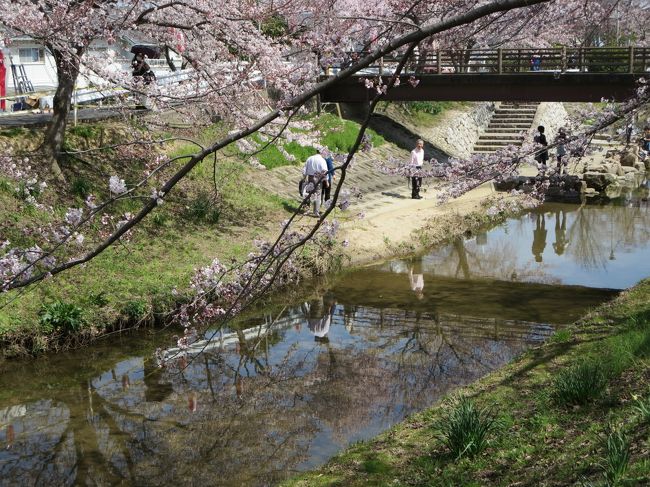 水面に写る桜を撮ってみたのですが、あまり見えませんね(^_^;)
