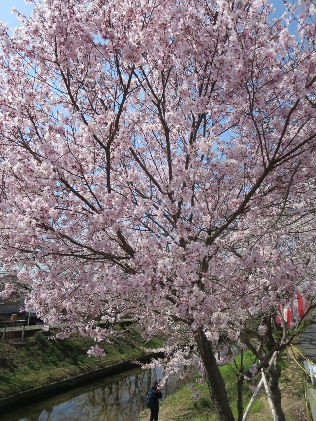 近くを通ってた年輩の方が、「まだまだかと思ったら、満開じゃないの！」と、嬉しそうにおっしゃってました。