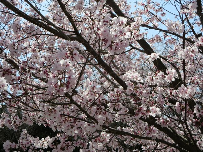 たしかに、見た目には、去年満開で来た時と、あまり変わらないかも！