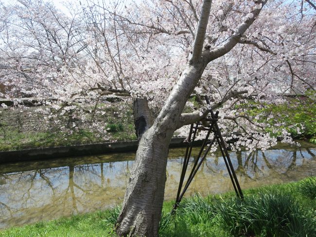 何かで読んだのですが、桜を撮る時は、午前中がいいのだとか。