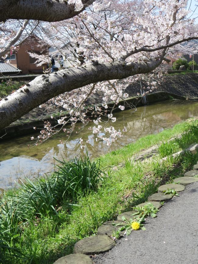 まあ、私の腕では変わりないのでしょうが（苦笑）、気持ち的に、午前中に(^O^)