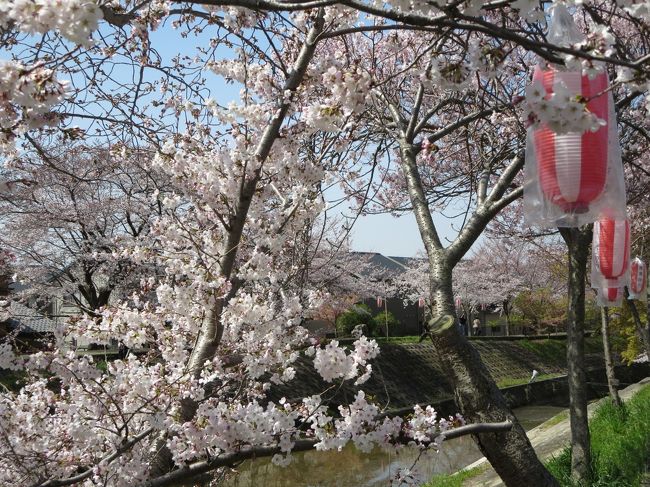 夕方、ならｎａｖｉ（ＴＶ）で、佐保川沿いの夜桜（夕桜？）が放映されていましたが、なかなか綺麗でした♪<br /><br />いつか、夜桜も見にいきたいな〜！